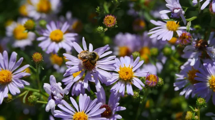 7 Tips for Growing a Native Plant Garden