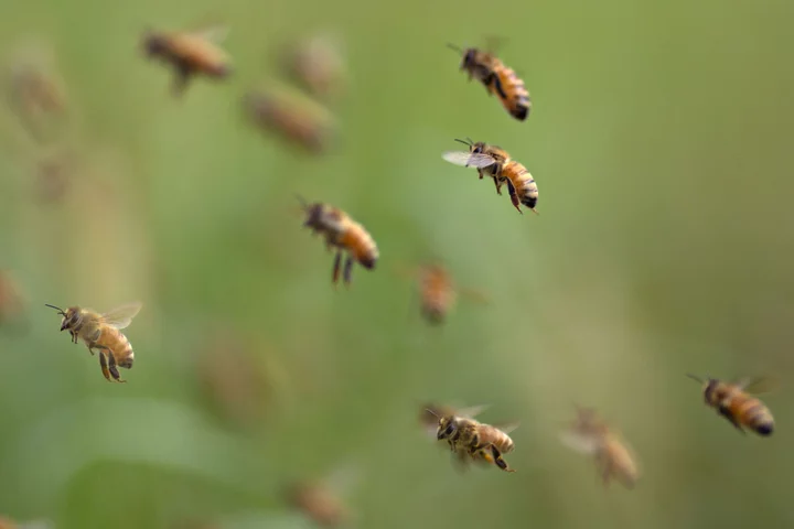 UK Insurance Group Pushes Members to Act on Biodiversity Loss