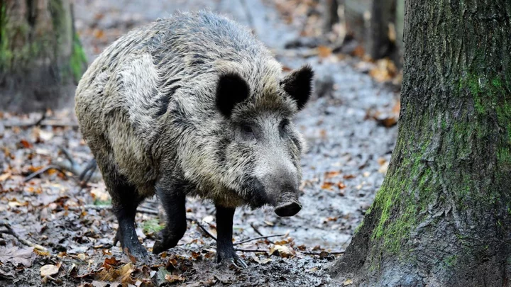 Wild boar in Germany are strangely radioactive – now scientists know why