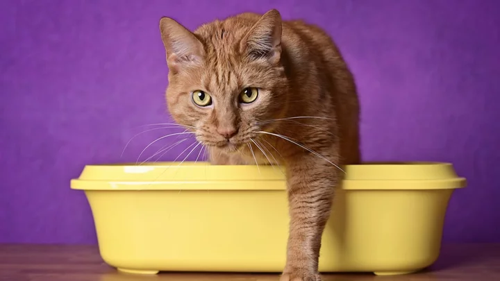 Why Won’t My Cat Use the Litter Box?