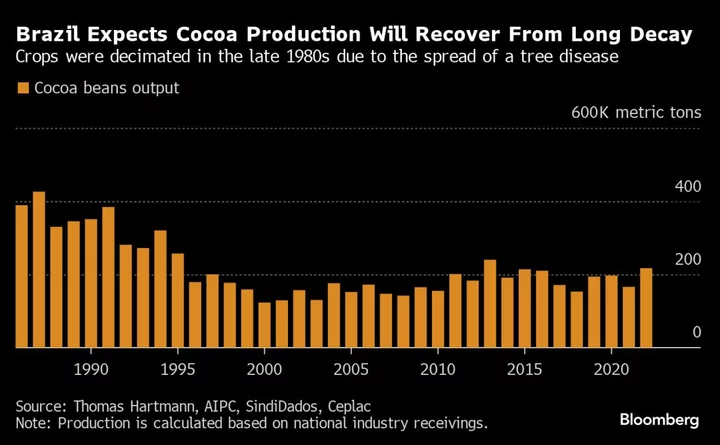Cocoa Farming Lures New Money as Brazil Is Set to Revive Exports