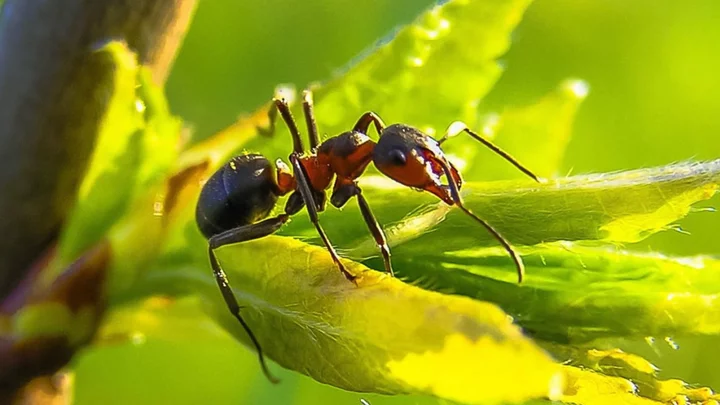 Scientists discover secret 'mega-city' underground while studying ants